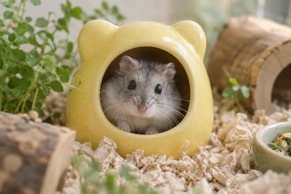 Hamster gris à l’entrée d’un abri jaune