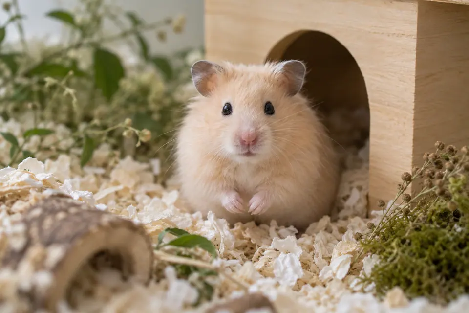Hamster beige près de son abri en bois
